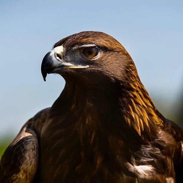 OWL raptor.jpg