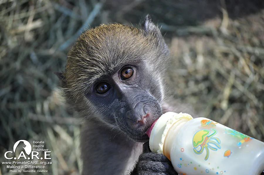 vo4 - baboon and wildlife sanctuary