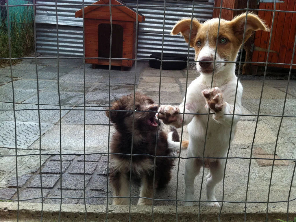 african impact dogs.jpg