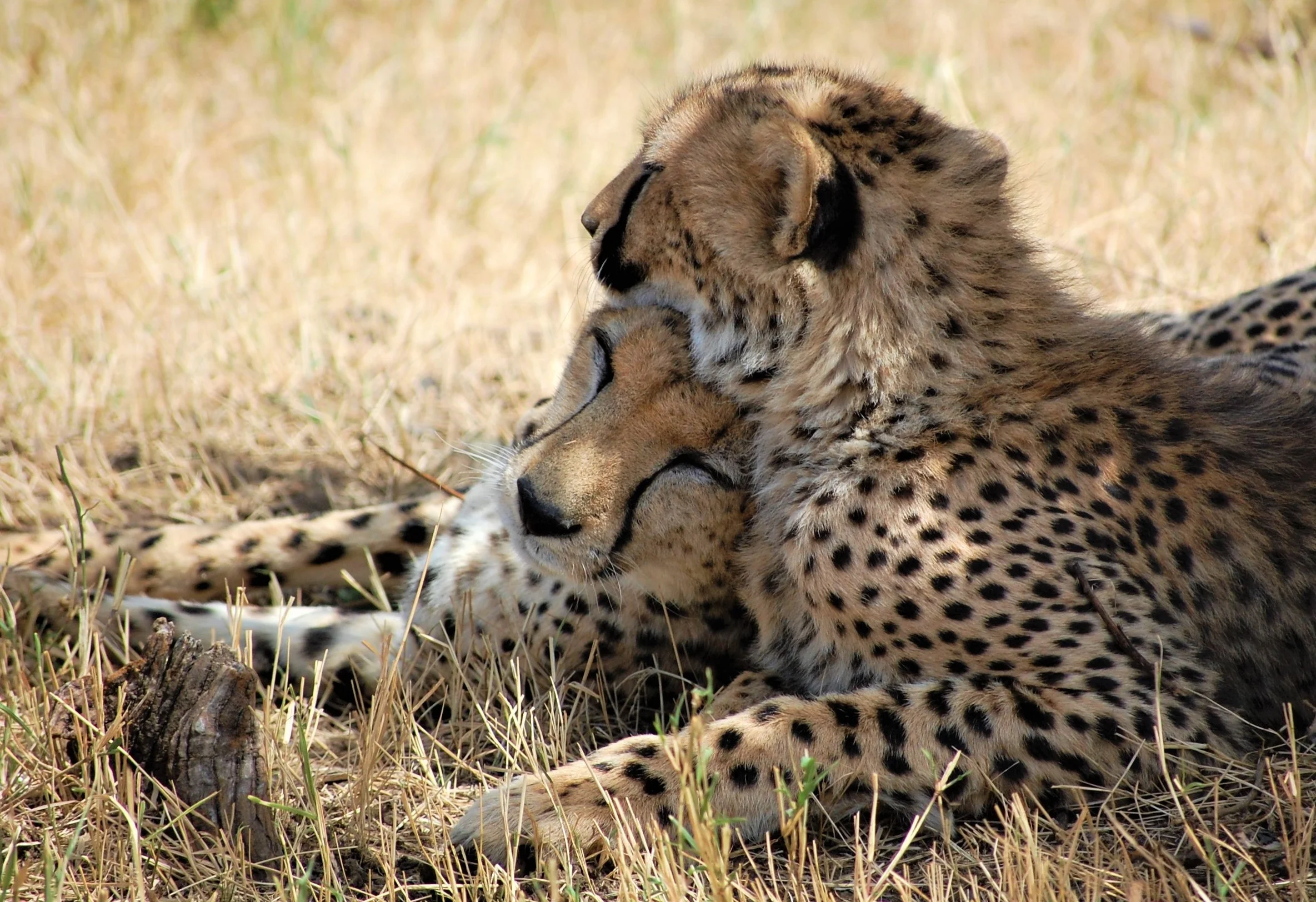 Cheetah Cuddle Print