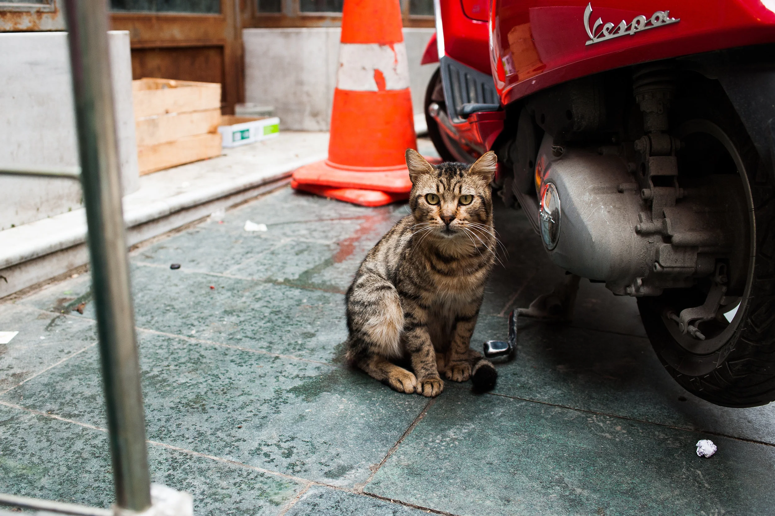 Cats of Istanbul 1 Print