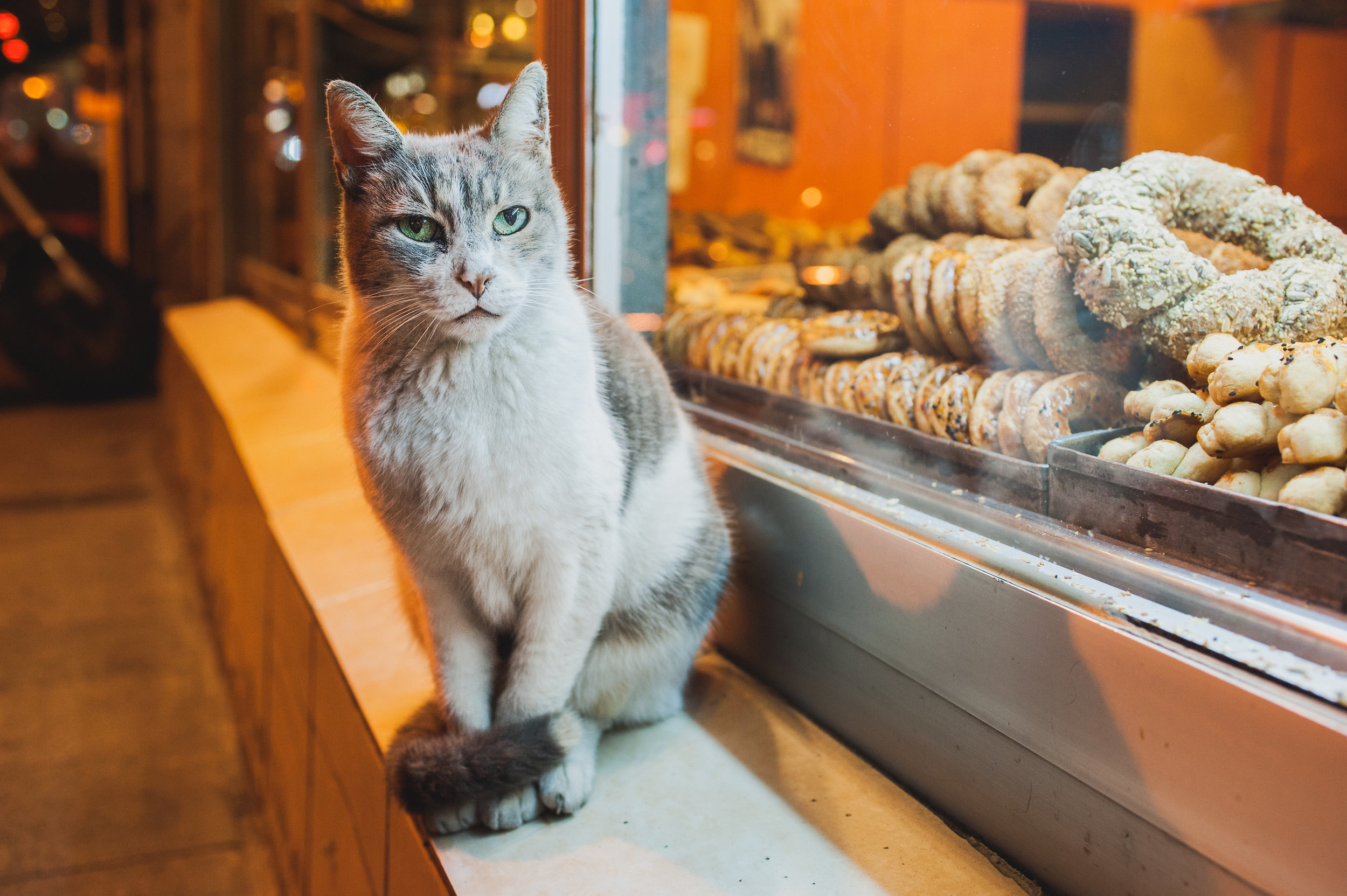 Cats of Istanbul 2 Print