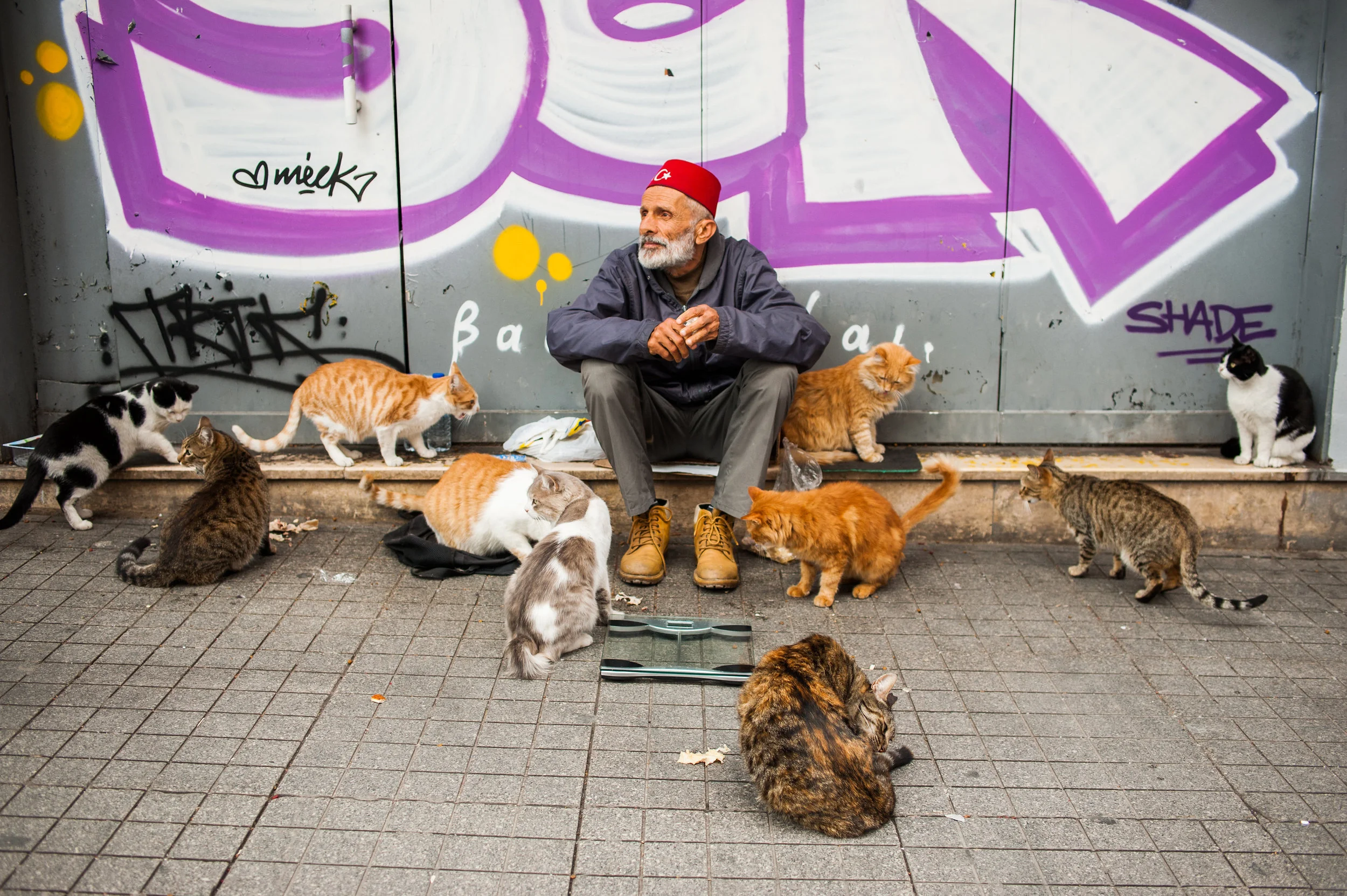 Cats of Istanbul 3 Print