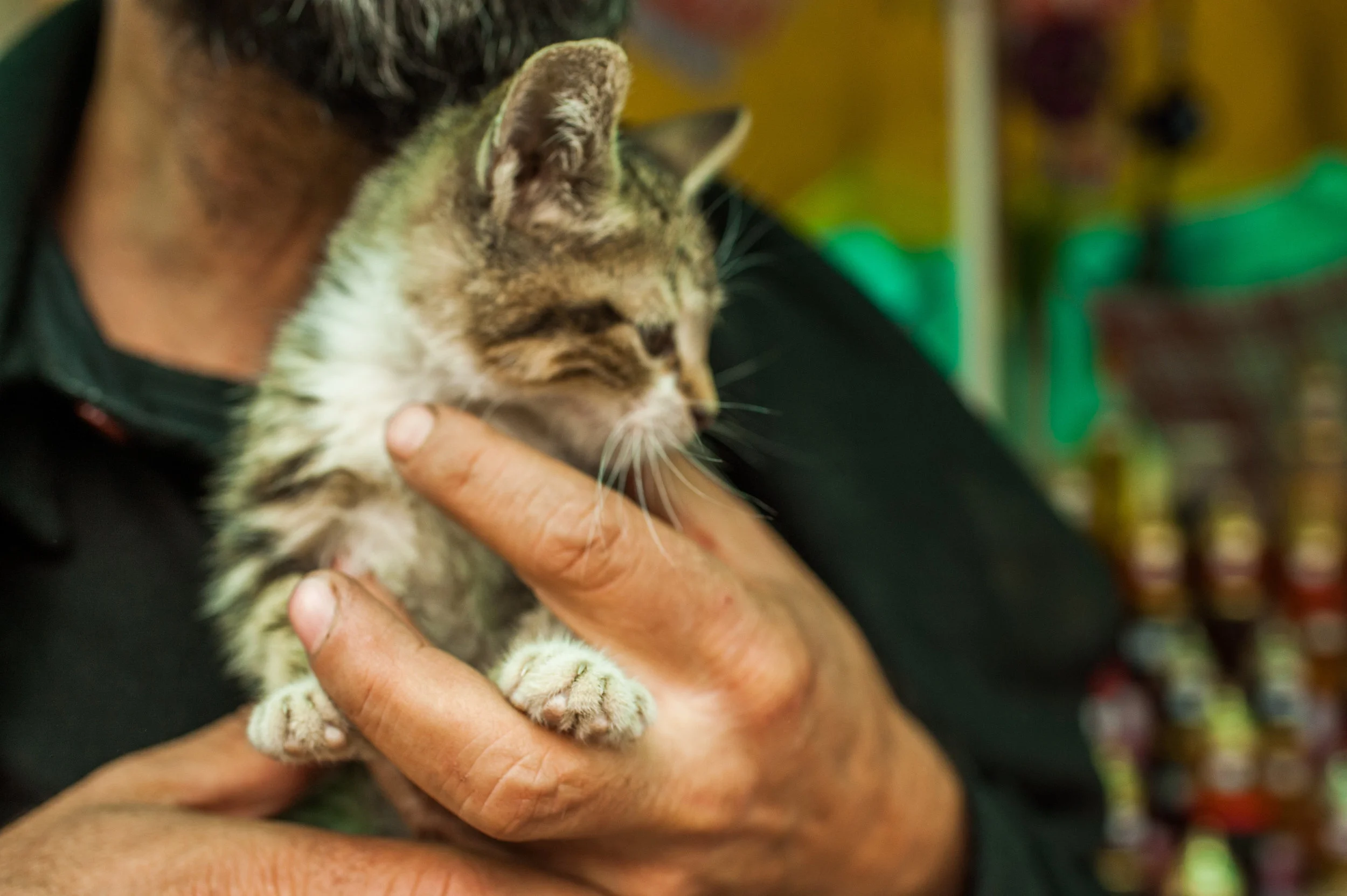 Cats of Istanbul 4 Print