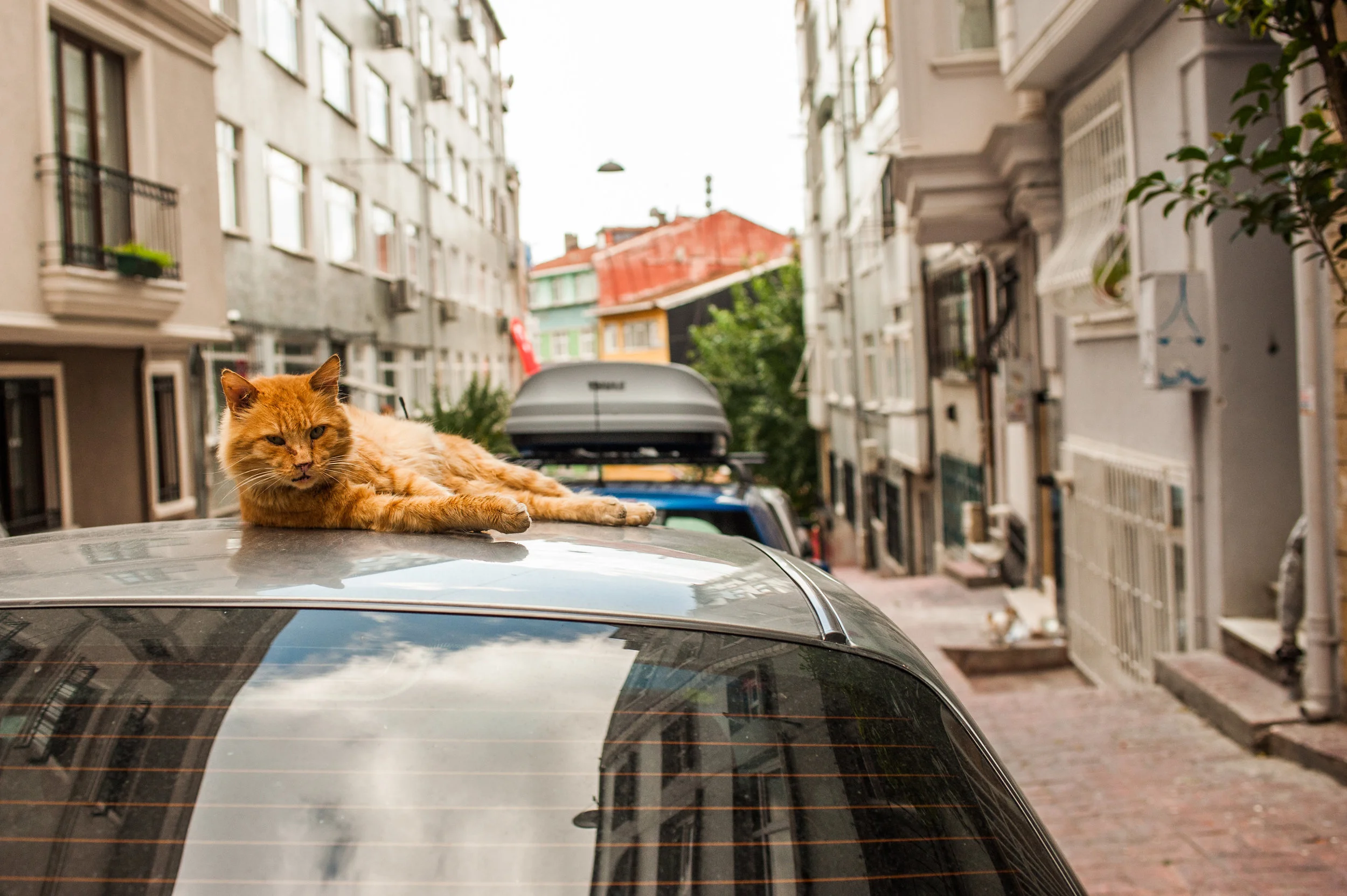 Cats of Istanbul 5 Print