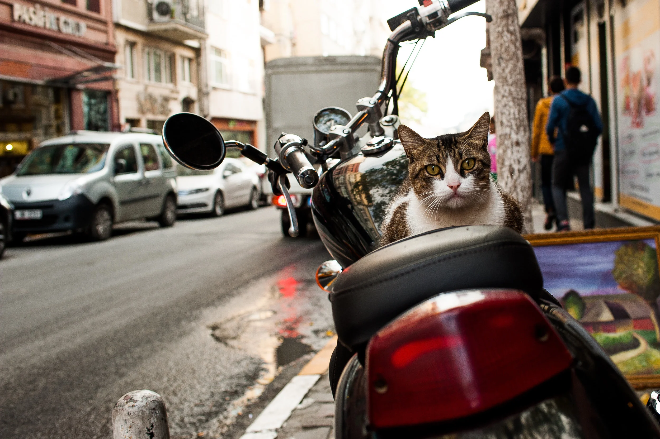 Cats of Istanbul 6 Print