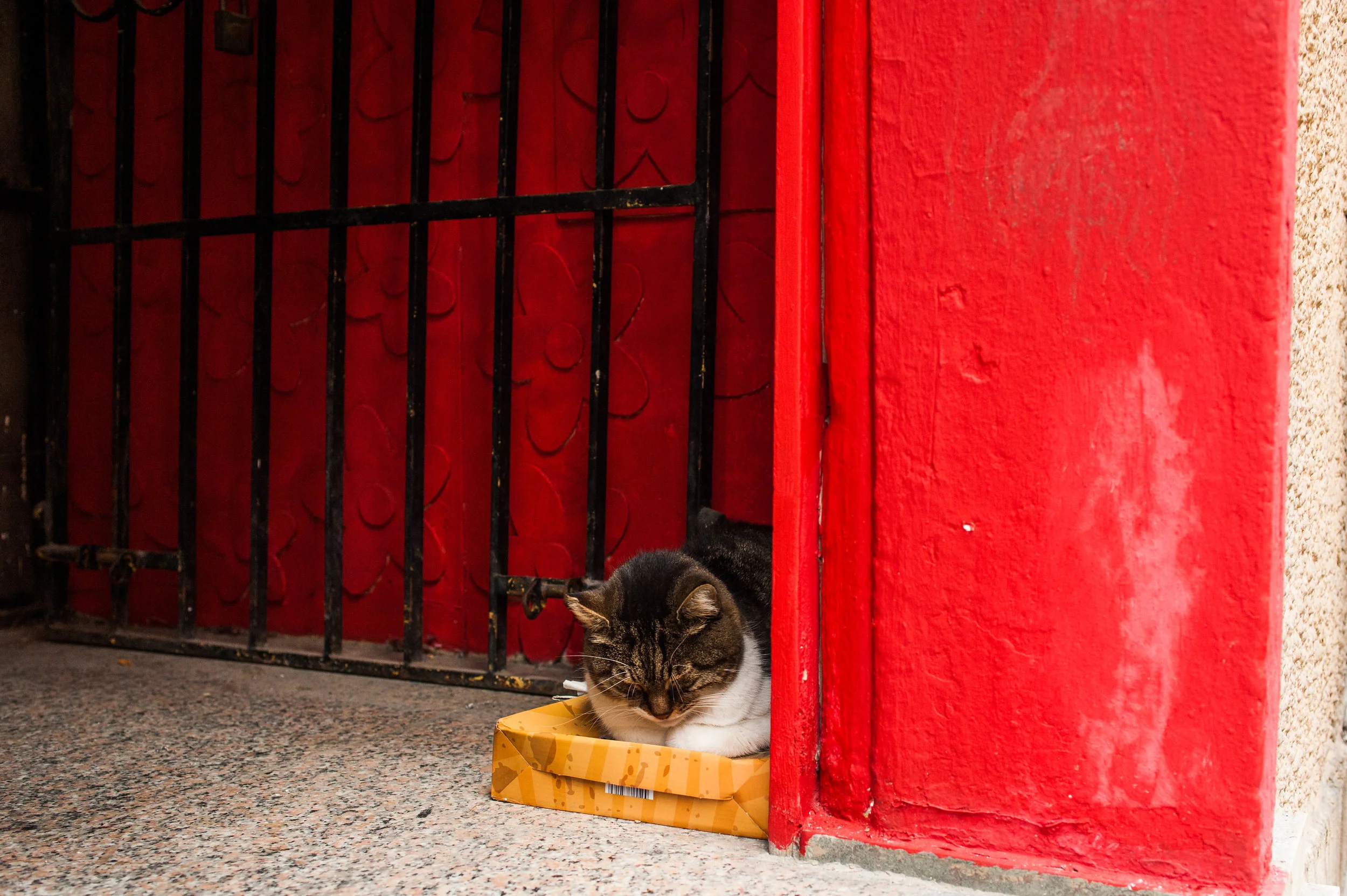 Cats of Istanbul 7 Print