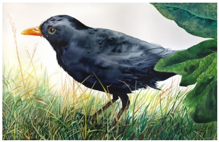 Blackbird.jpg