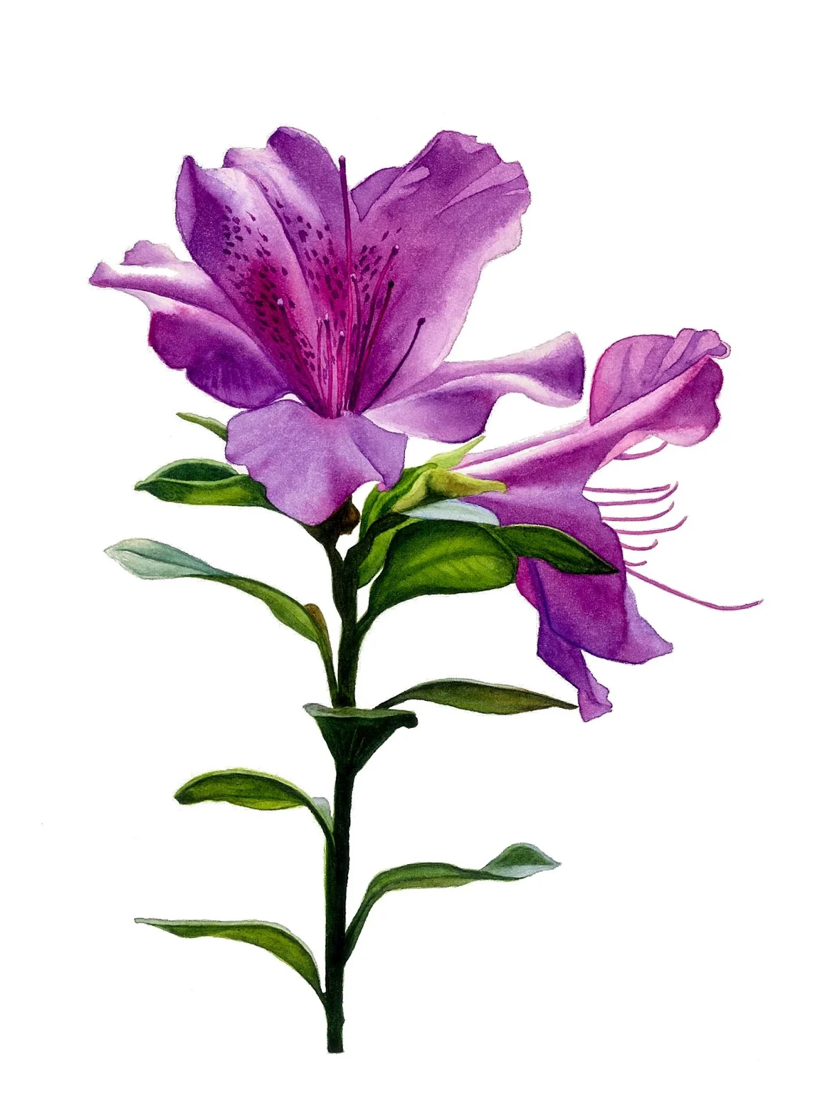 Azalia 2.jpg