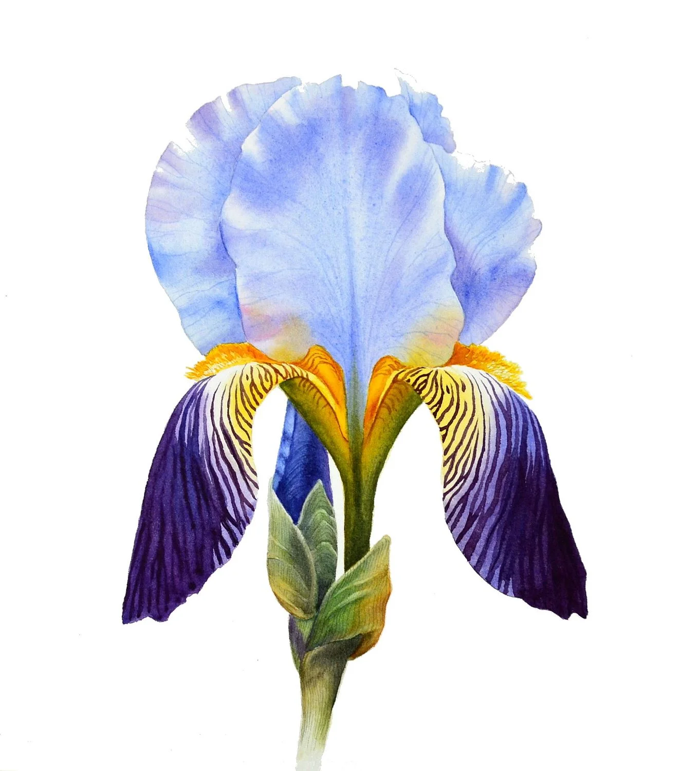 Iris.jpg