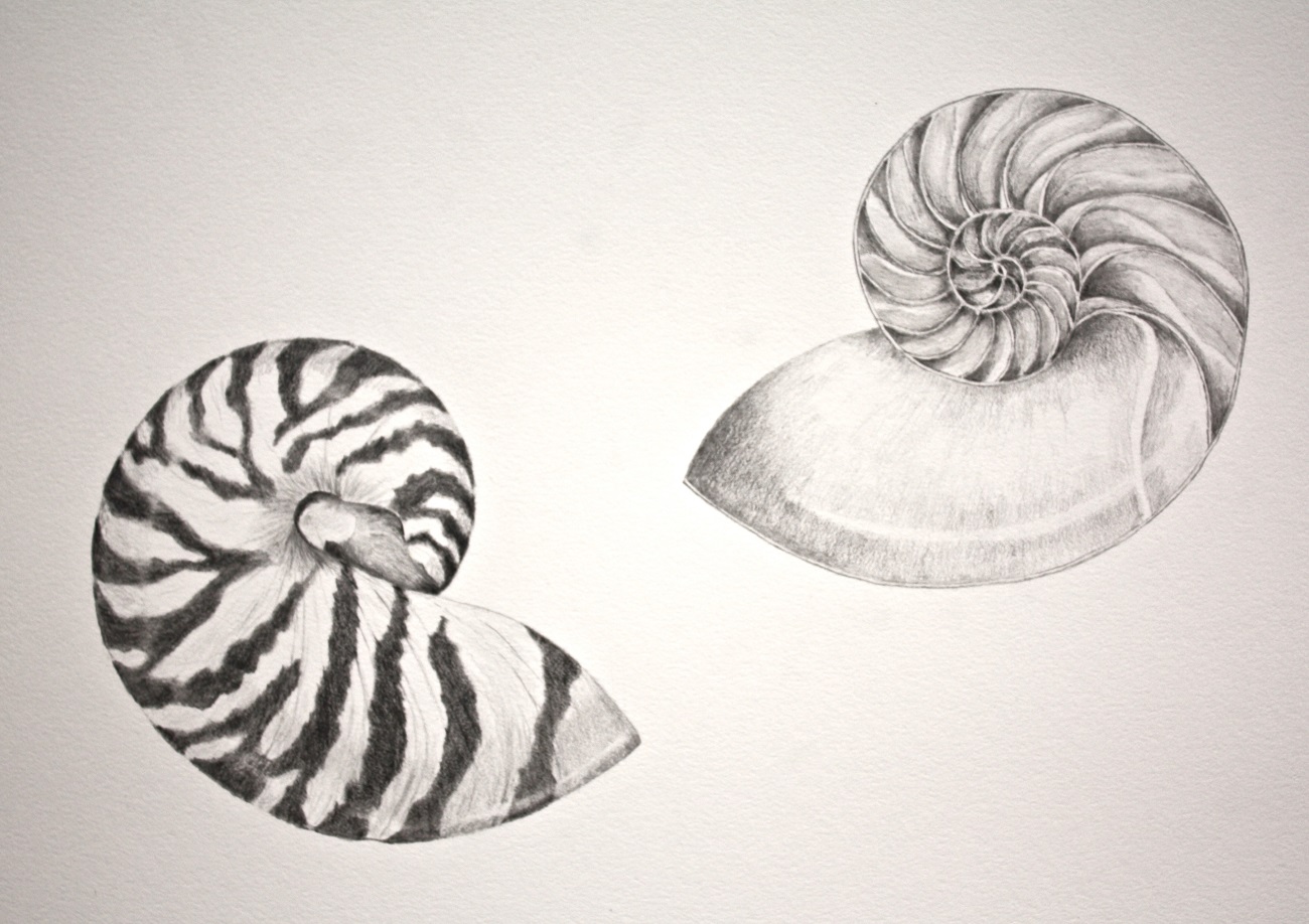 Shells - Low Res.jpg