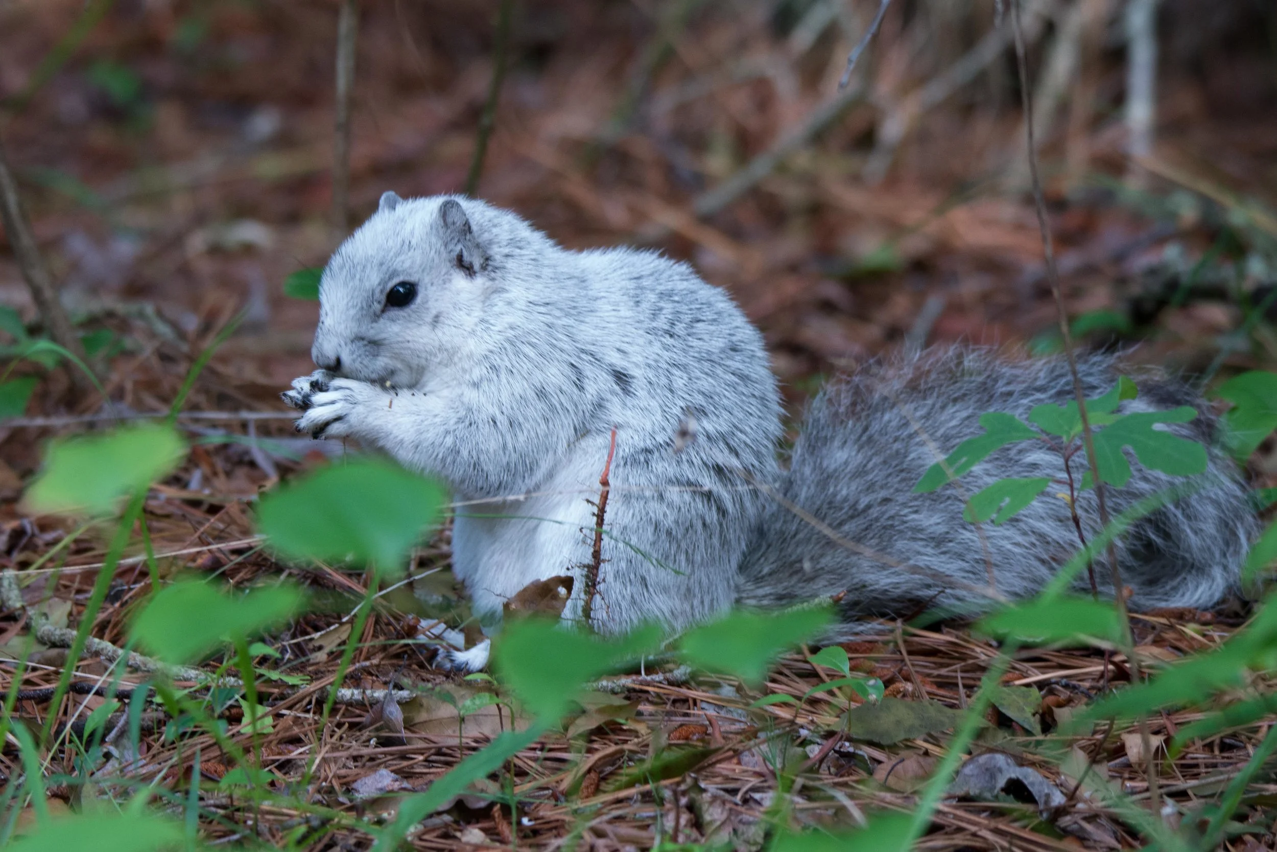 Delmarva squirel.jpg