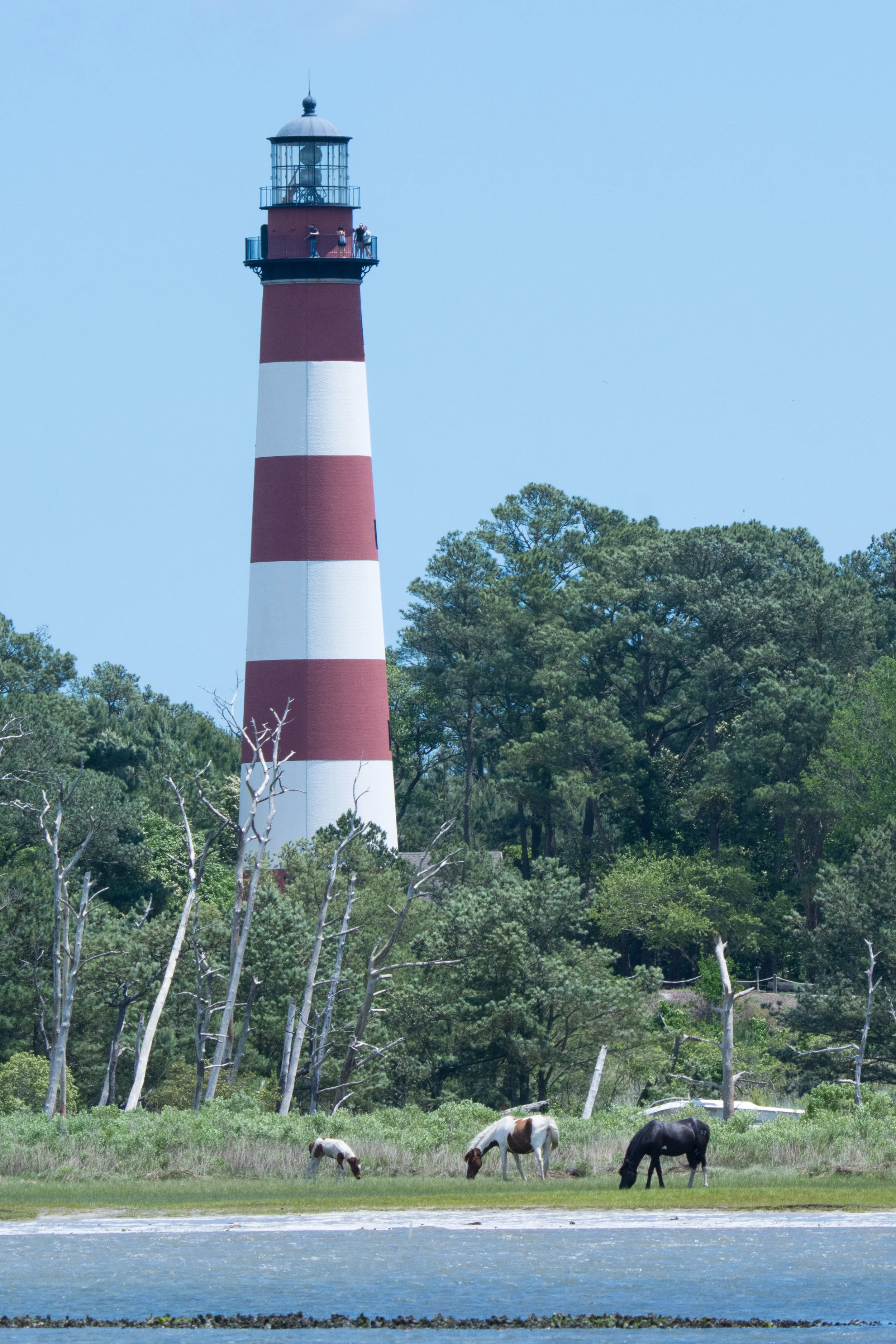horses & lighthouse (1 of 1).jpg