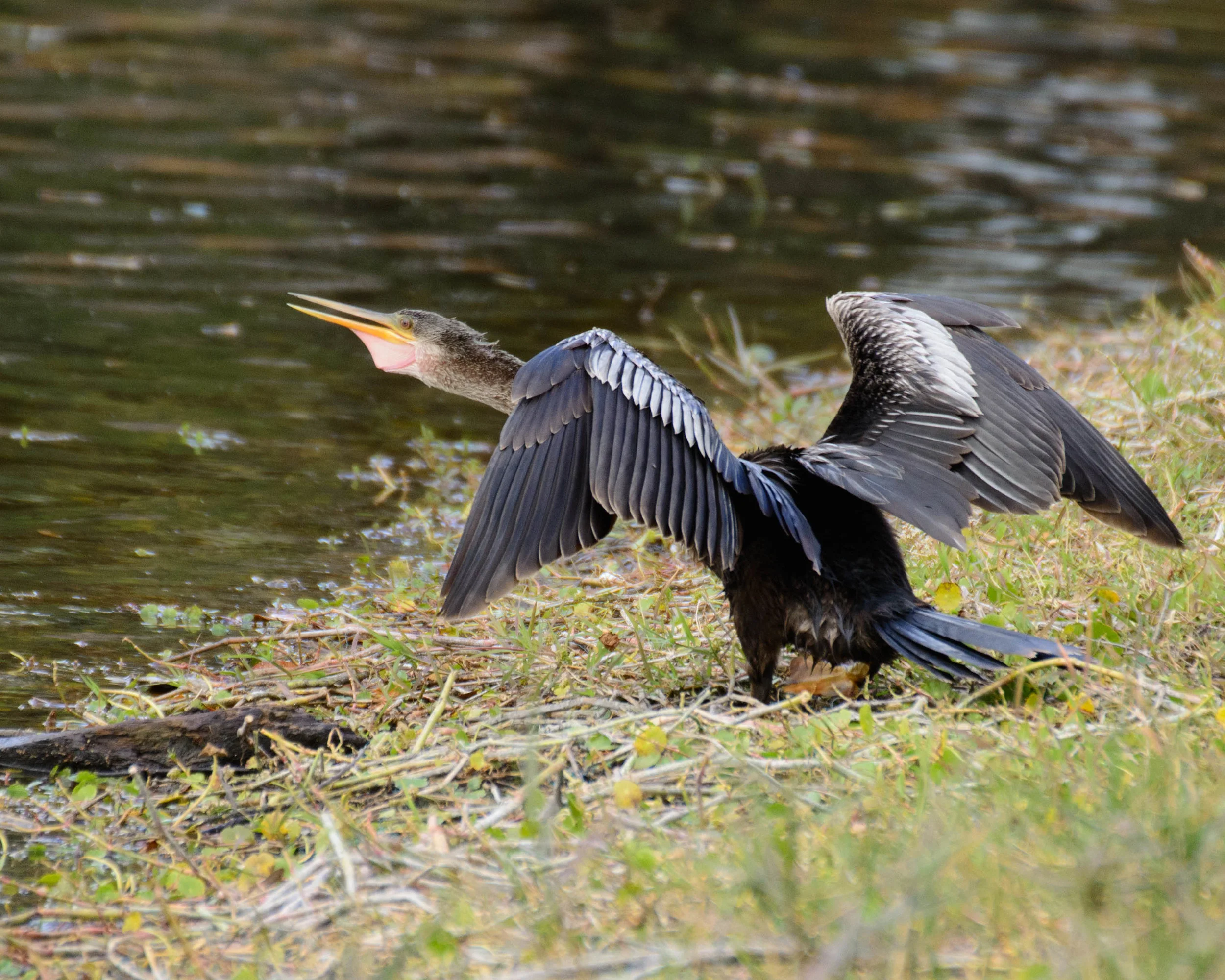 florida bird for student gallery (1 of 1).jpg
