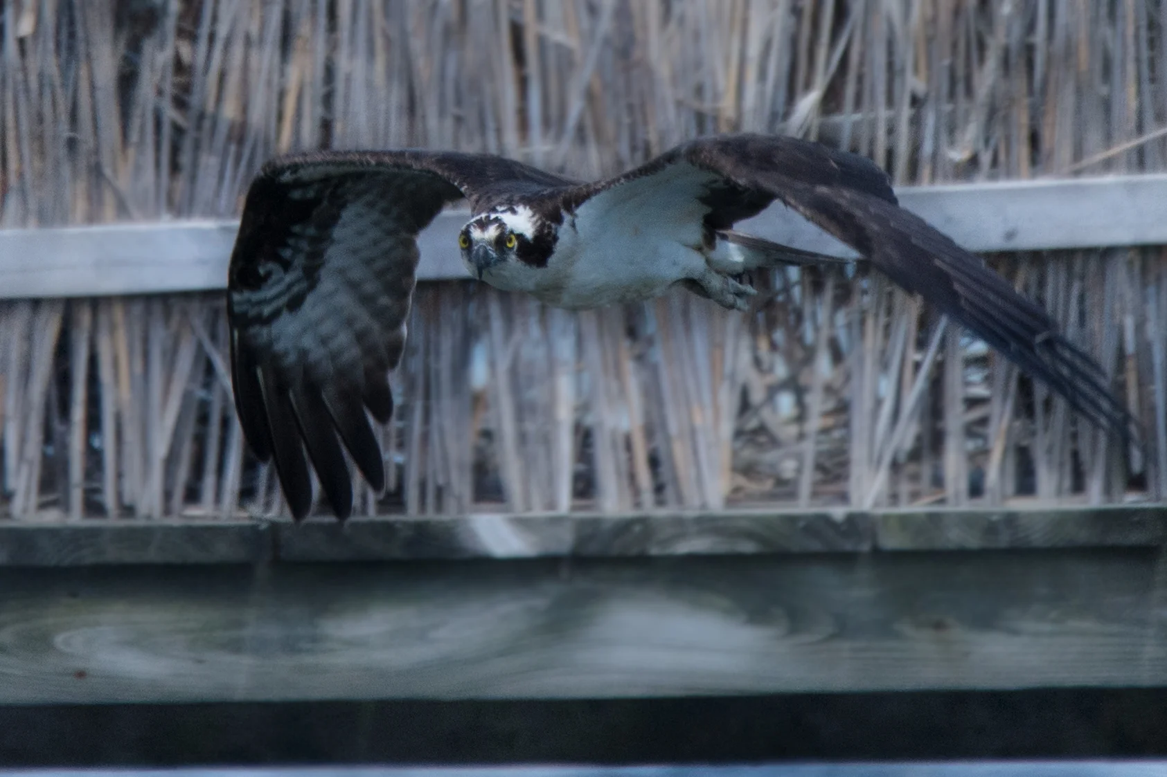 osprey (1 of 1).jpg