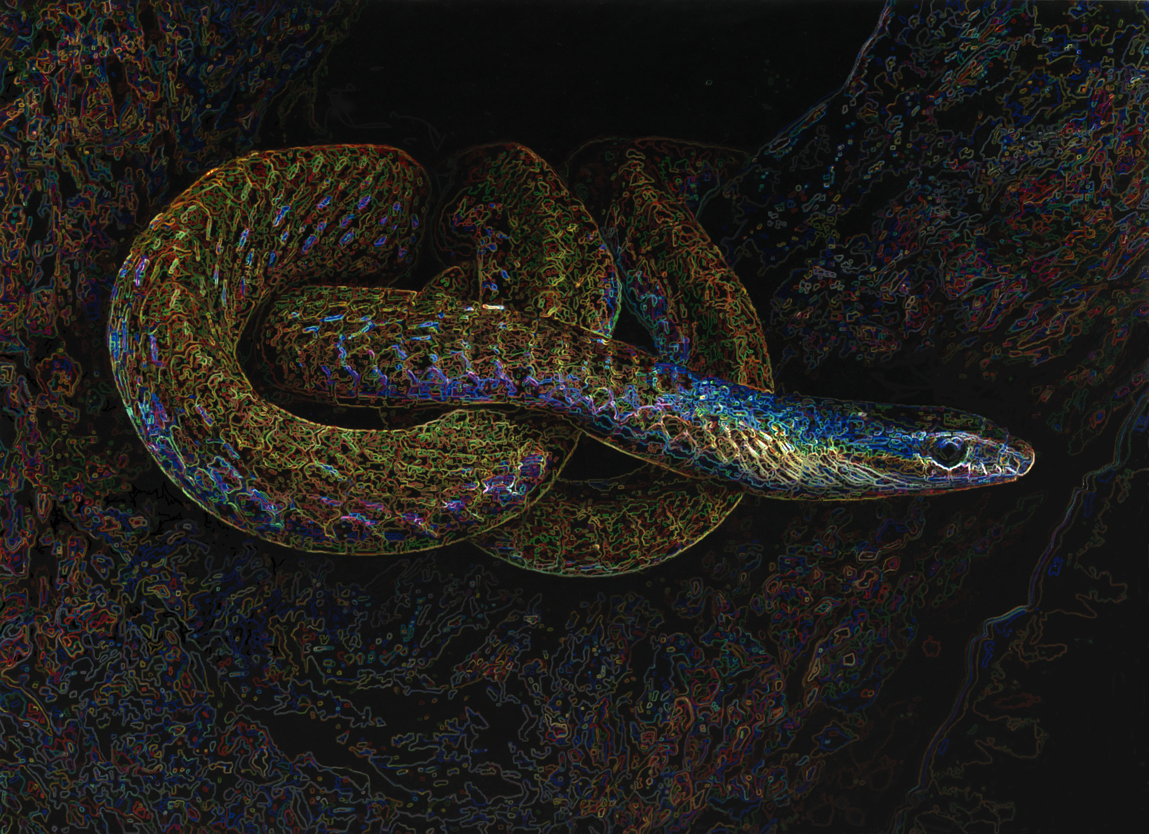 Snake.