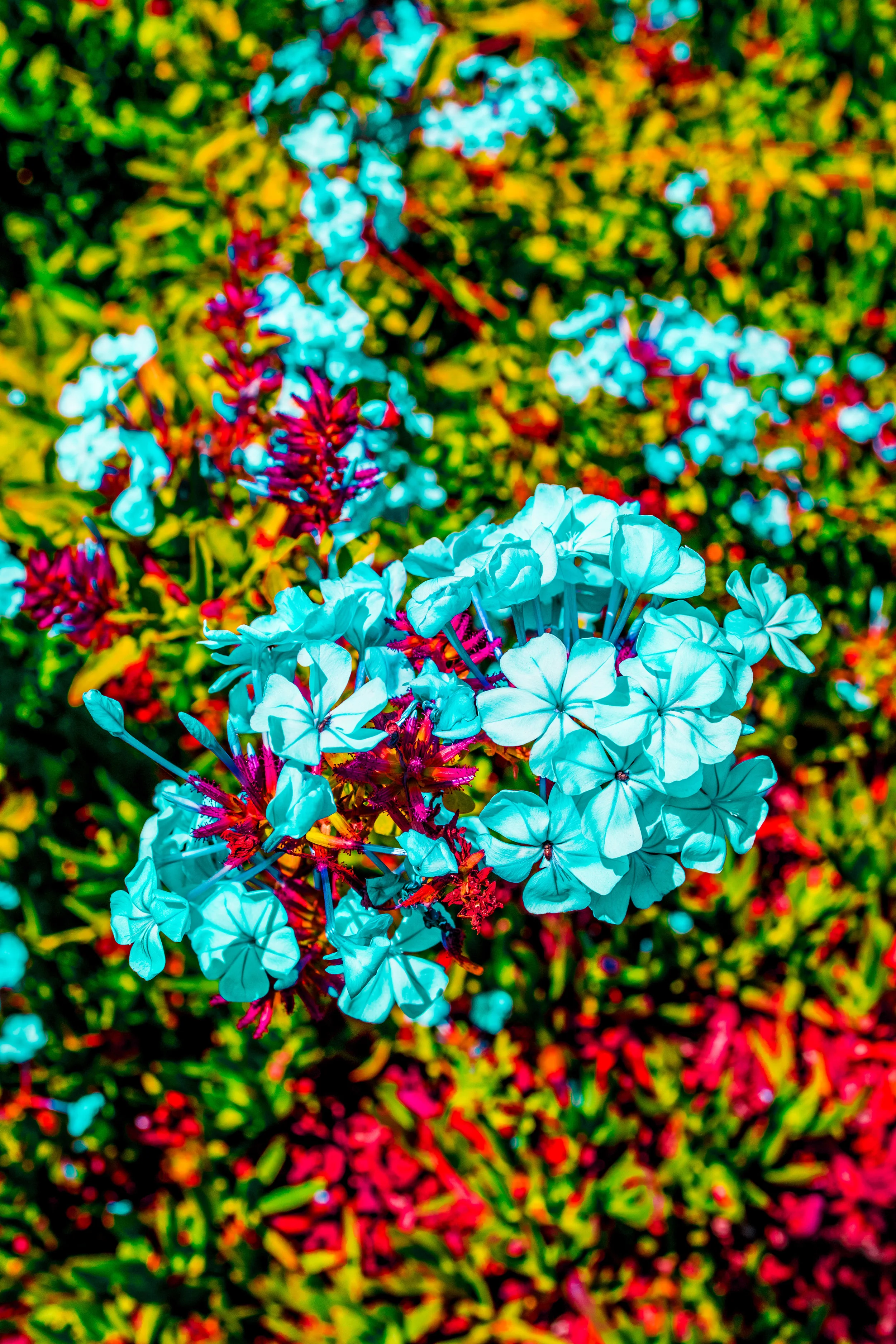 DSCF2833.jpg