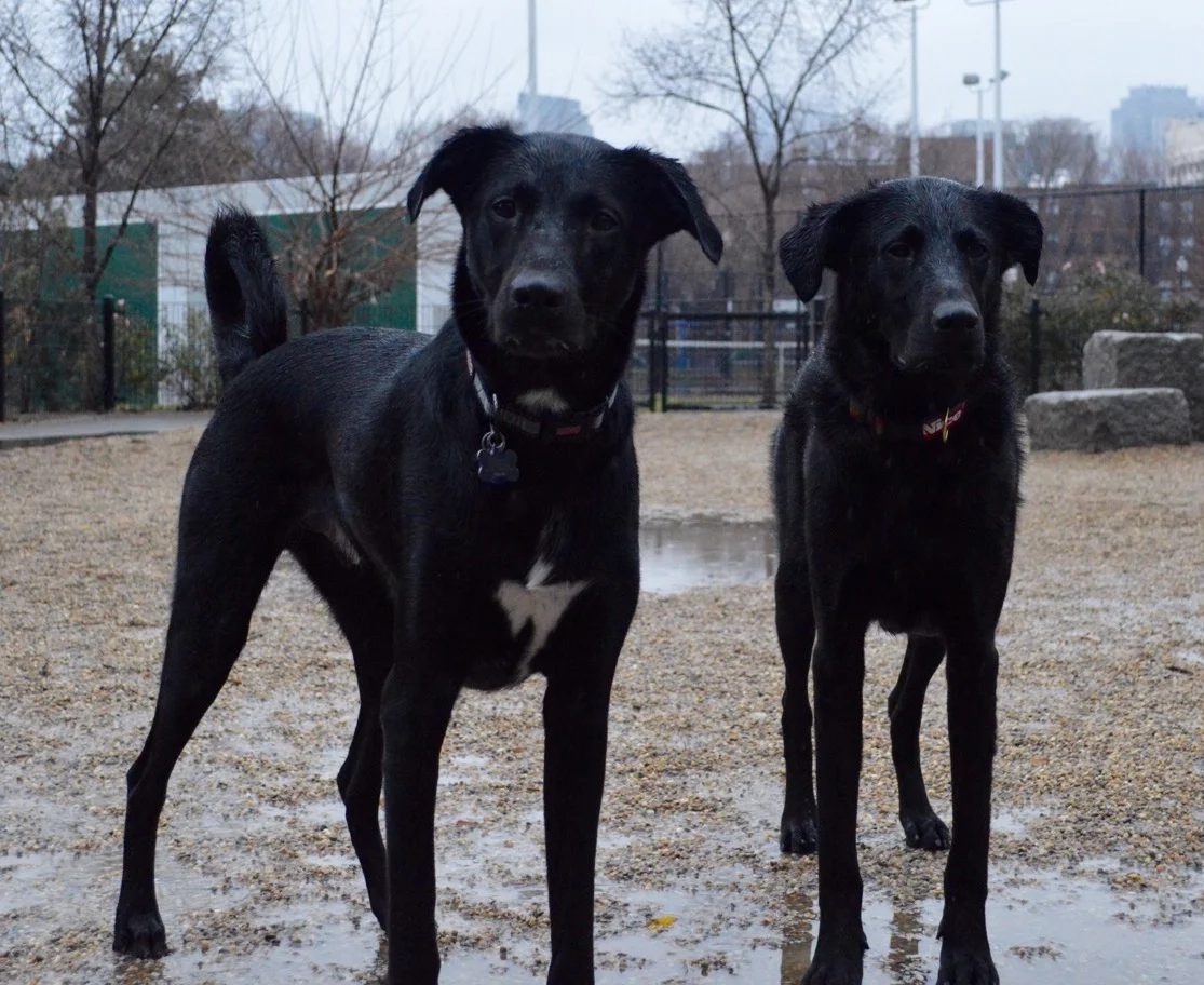 Bear & Cuse