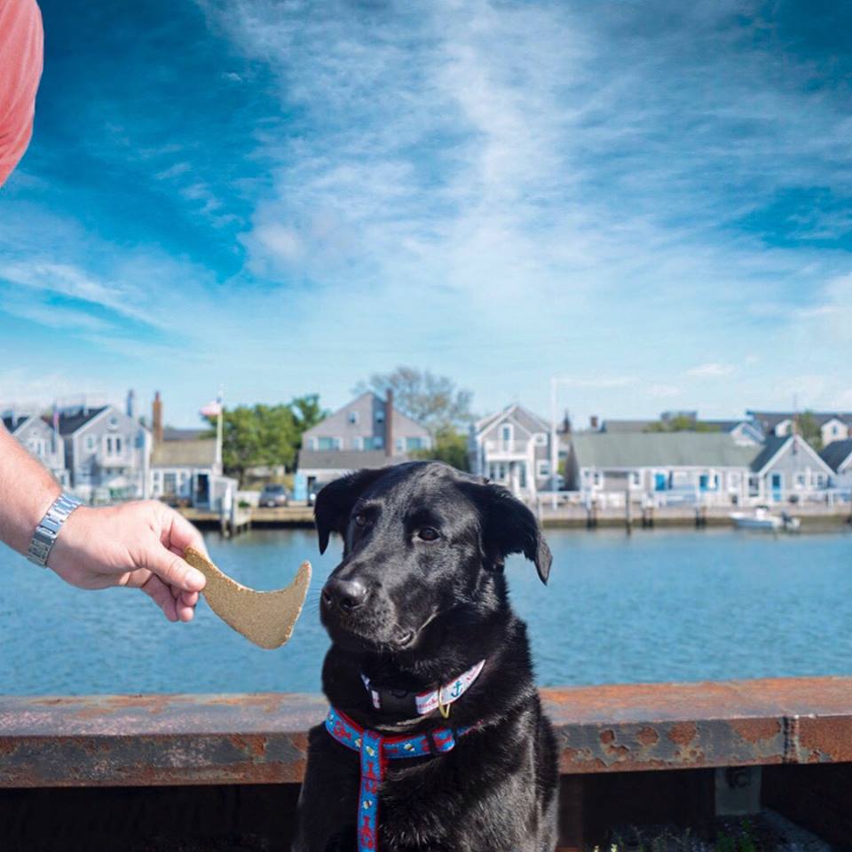 Lending a Hand to Nantucket Island Safe Harbor for Animals!