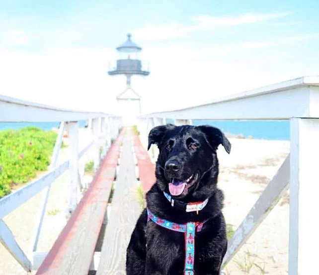 Bear in his Up Country Harness 