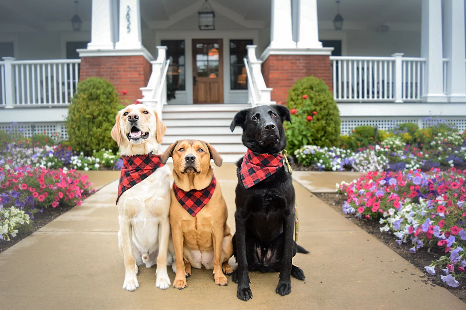 National Dog Day at The Taconic Hotel 