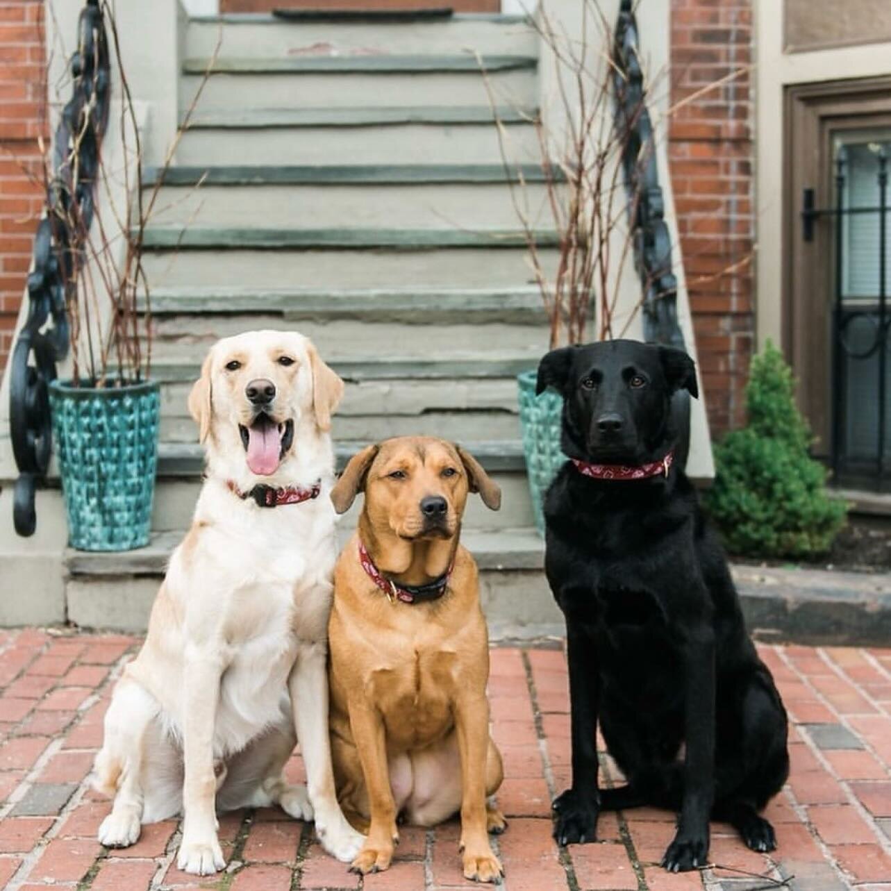 March 2016&hellip; a trio of baby faces! 🐶 @fatorangecatstudio #knoxbearharper #timeflies