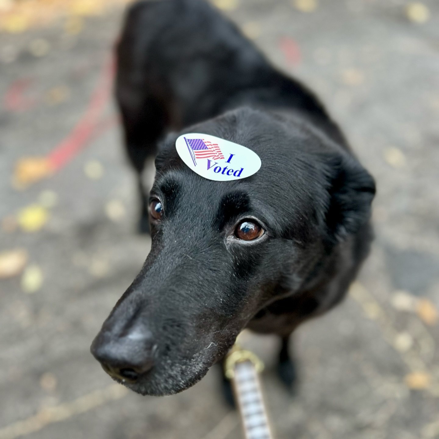 Get out and vote 🗳️ It&rsquo;s your civic duty! #BestBoyBear #ElectionDay