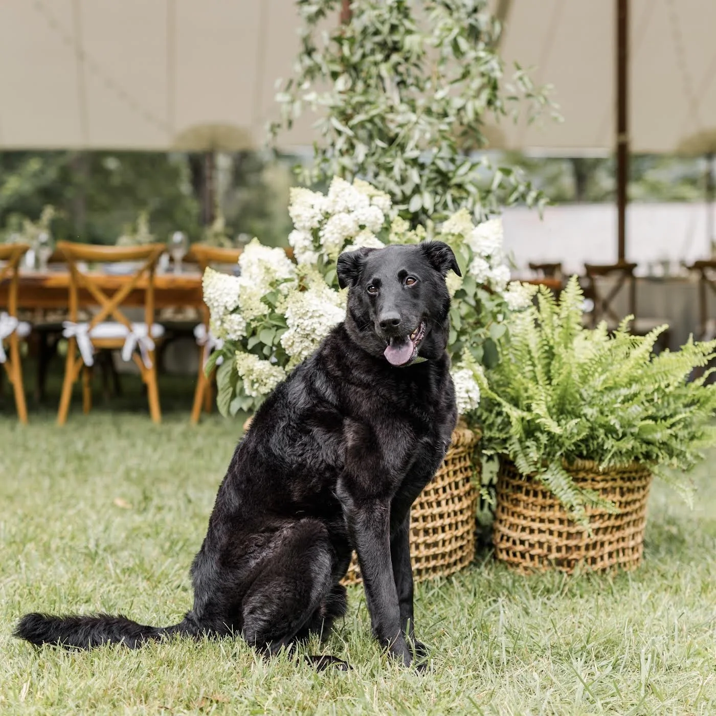 In Loving Memory of Bear 