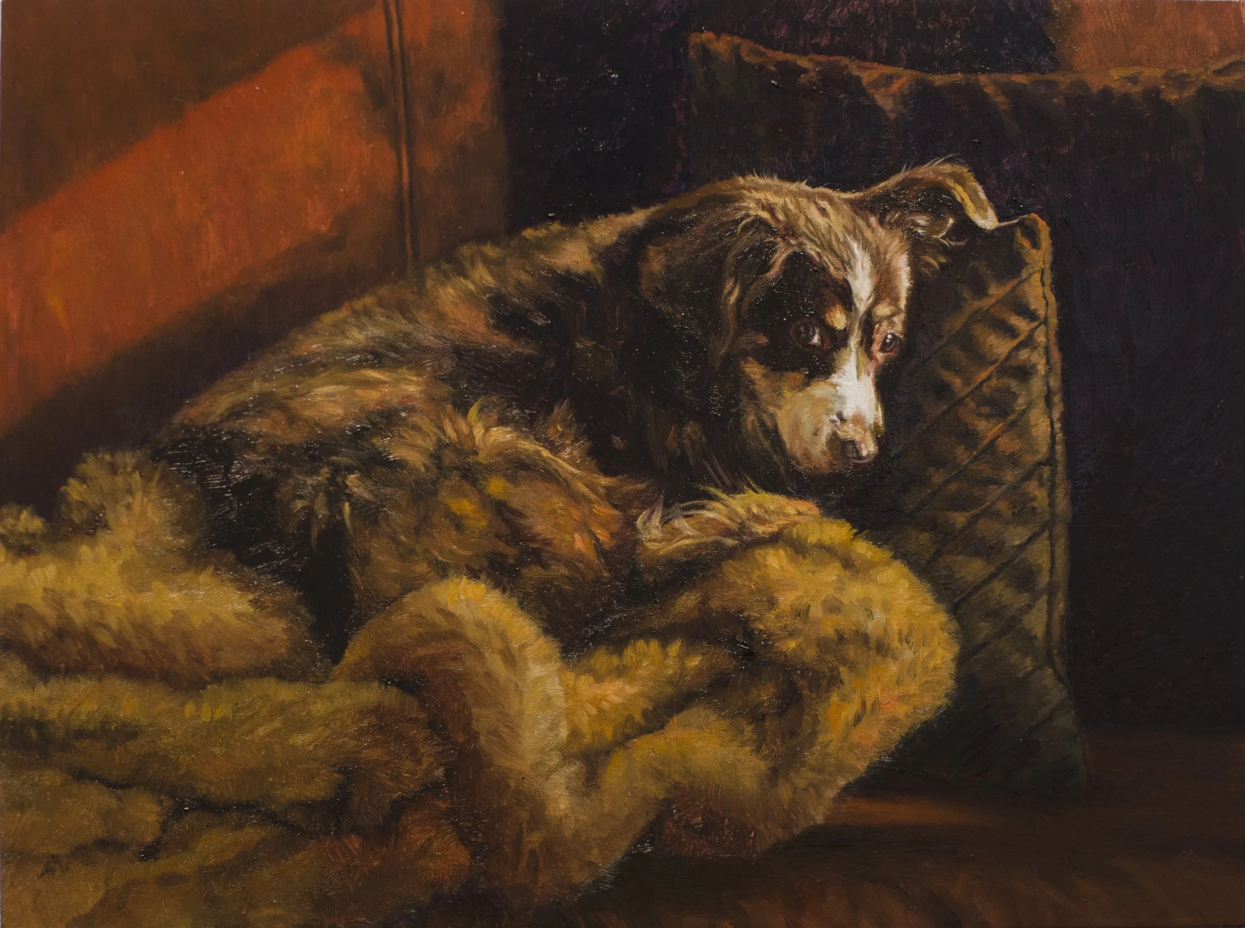 A custom pet portrait of a mini Australian Shepherd cuddled up on a couch in late afternoon light. Made in oil paint.