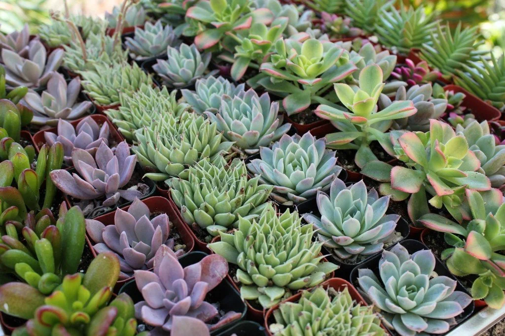 Succulent make and take event