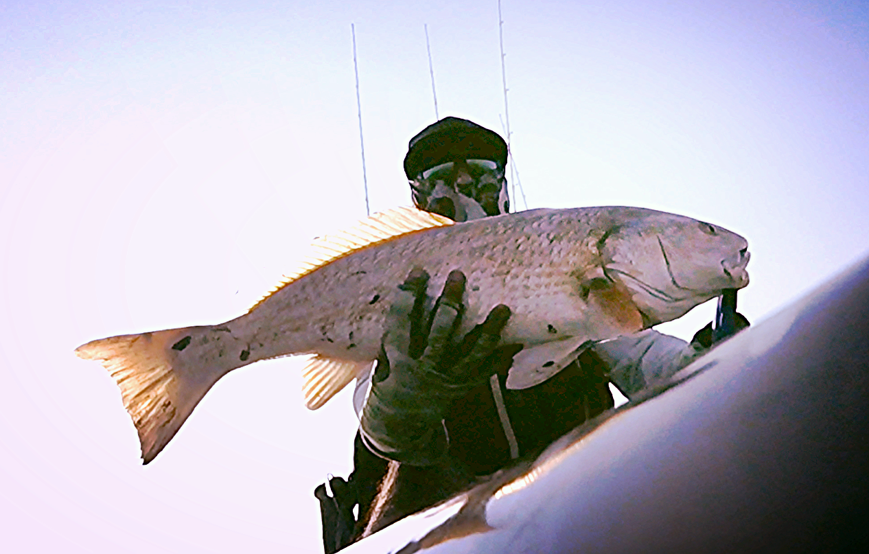 26.75" Redfish