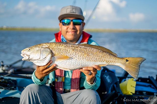 Here&rsquo;s my stud. This healthy slot weighed in close to 8 lbs. #hobiefishing #kayakfishing #fishing #texas #galveston #reelyakkers #redfish #trout #flounder #hobiefishingteam #sonya7iii #50mmf18 #photography #photooftheday