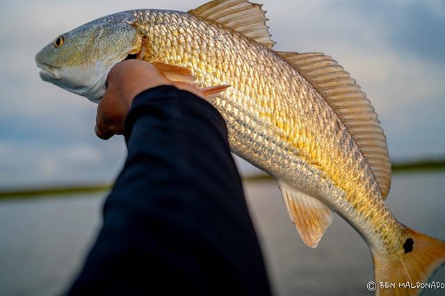 Decided to make a quick afternoon trip to a nearby marsh. A couple hours of fishing and a couple redfish. .
.
.
.
#redfish #kayak #kayakfishing #hobiefishing #hobie #sonya7iii #hobiefishingteam #texas #galveston #marsh