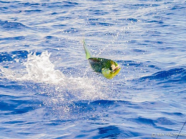 #Mahi from last week in #grandcayman