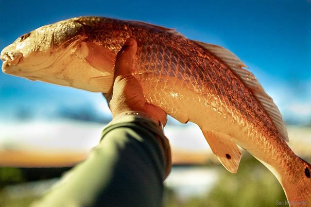 Another quick afternoon trip. Redfish are cruising around the marsh busting up shrimp along the shoreline. Took a couple home for dinner. #redfish #kayakfishing #hobiefishing