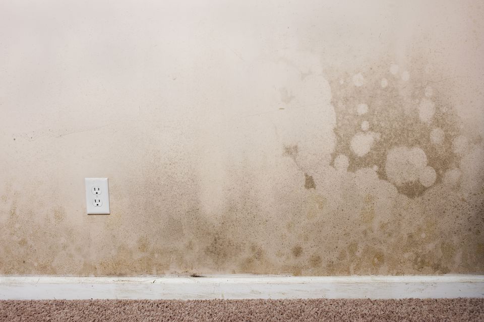 mold-on-a-wall-in-the-interior-of-a-home-185010276-57d2de1d3df78c583343acf1.jpg