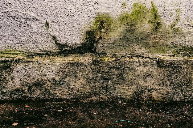 How to Stop Mold Growth in Your House After Water Damage