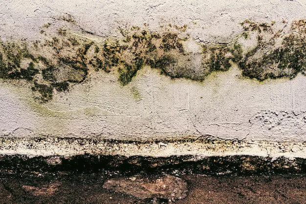 5 Warning Signs You May Have Mold Growing in Your Home