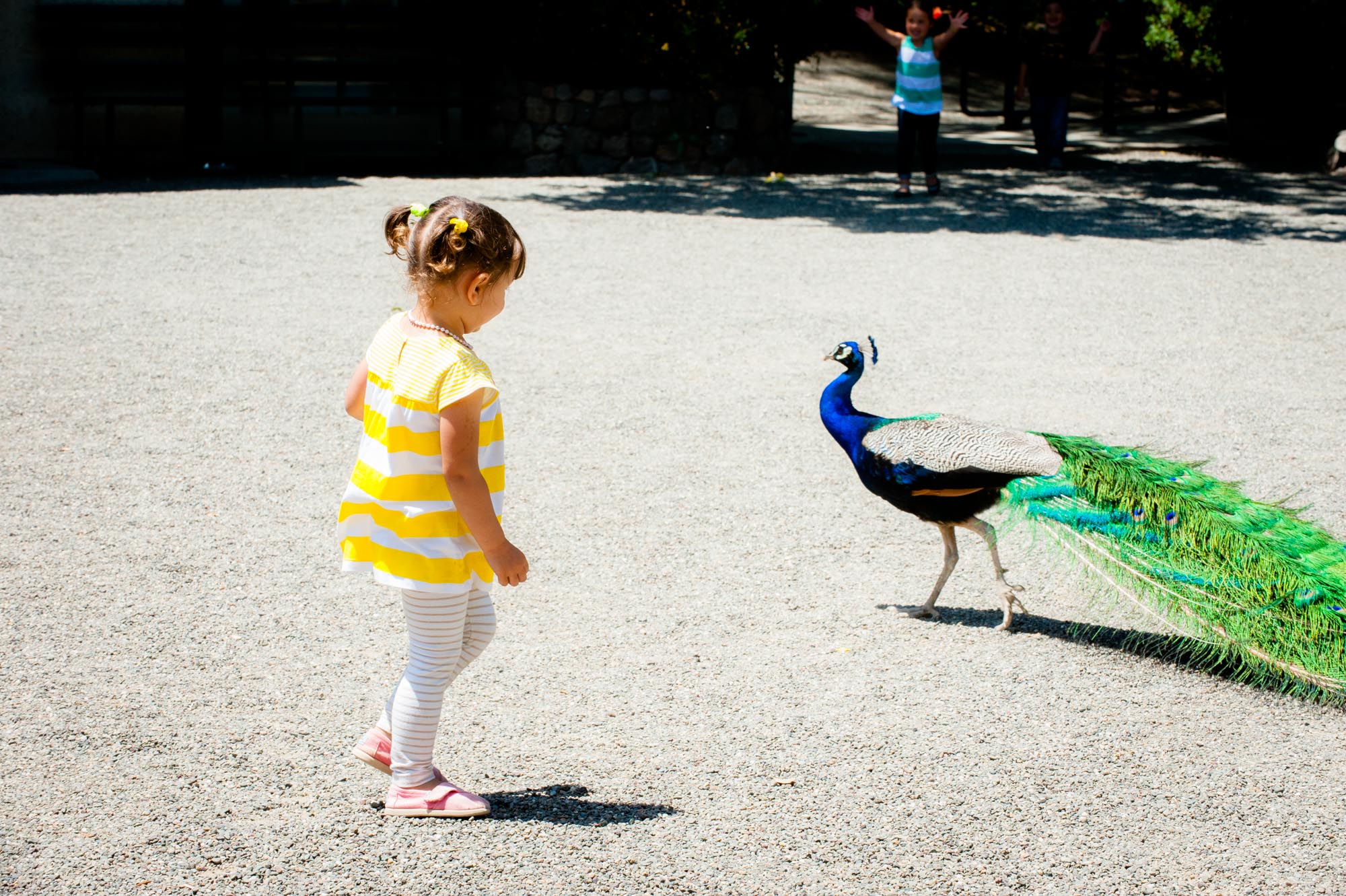 Annual Member Picnic Guest | di Rosa: Center for Contemporary Art, Napa, California
