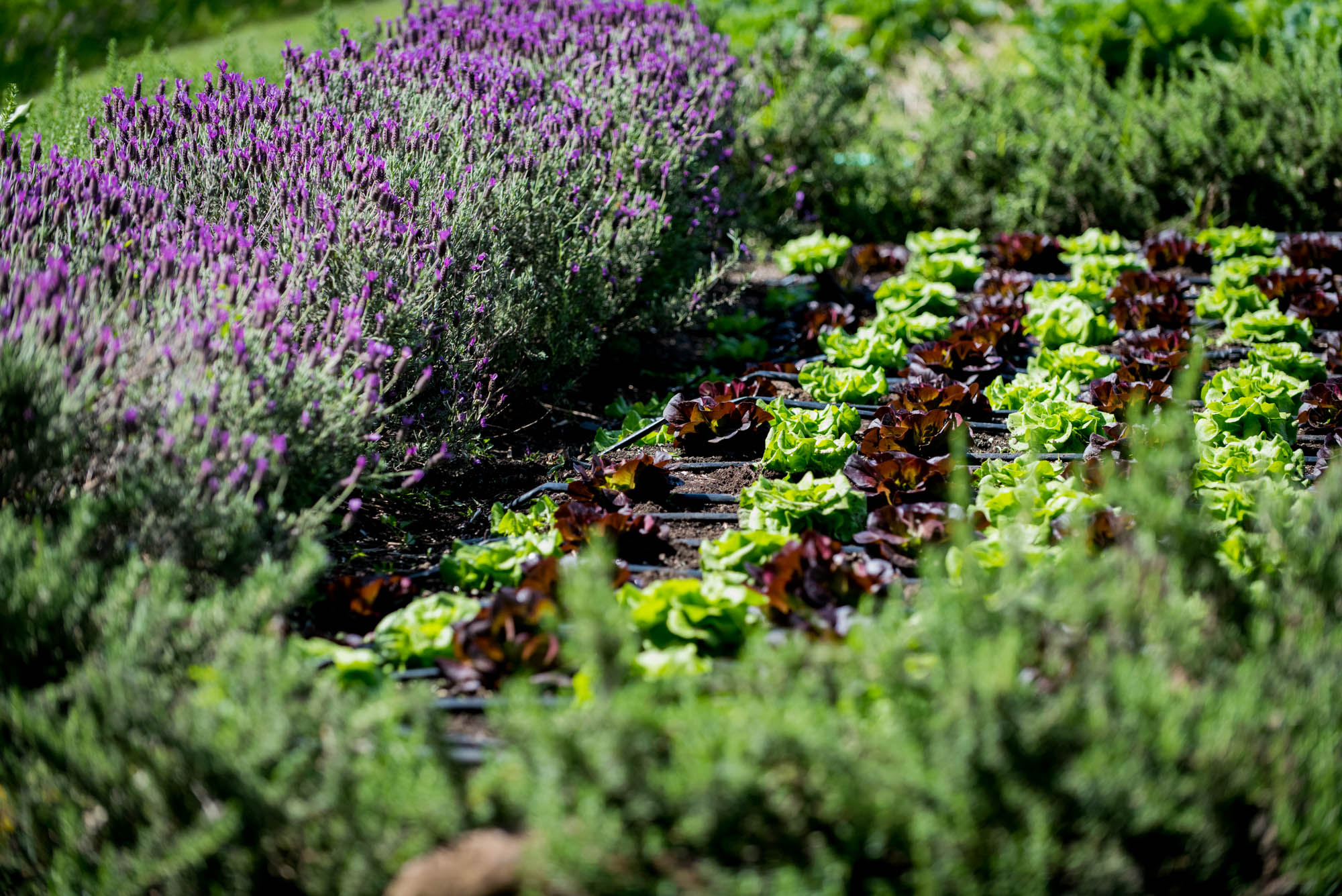 The French Laundry | Yountville, California