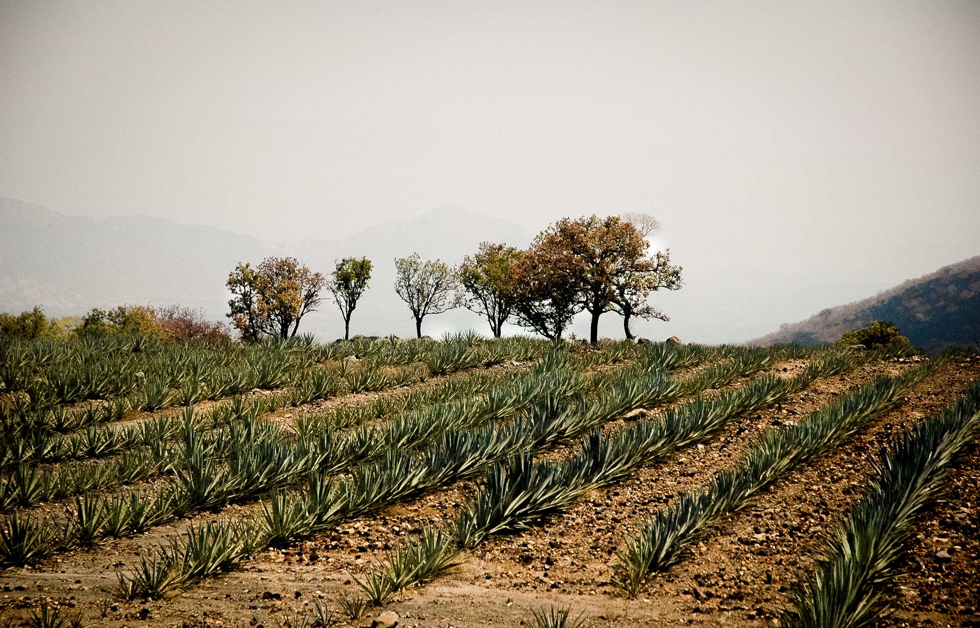  ‘Succulent Mexico’ Series | Mexico 