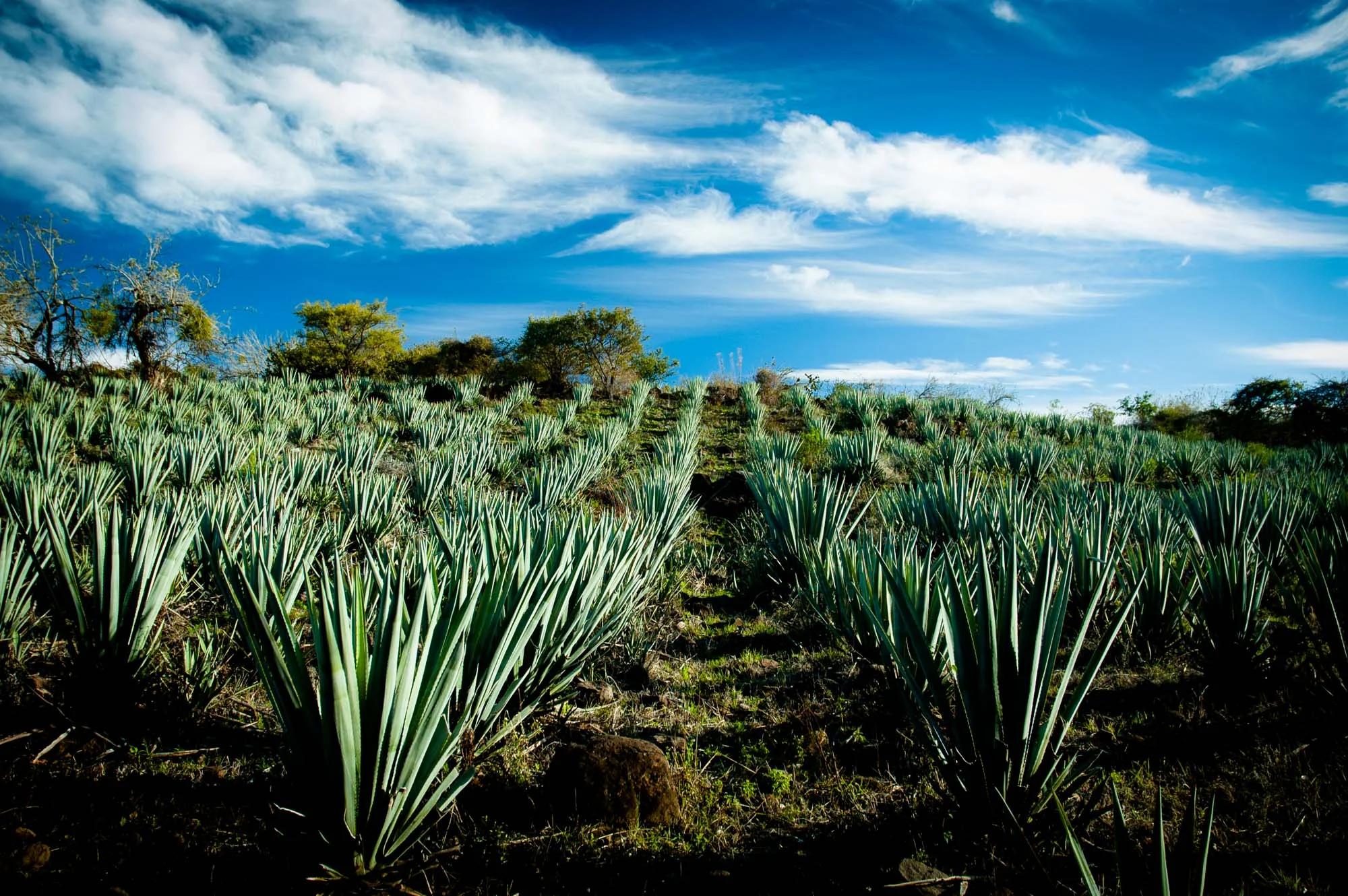 ‘Succulent Mexico’ Series | Mexico
