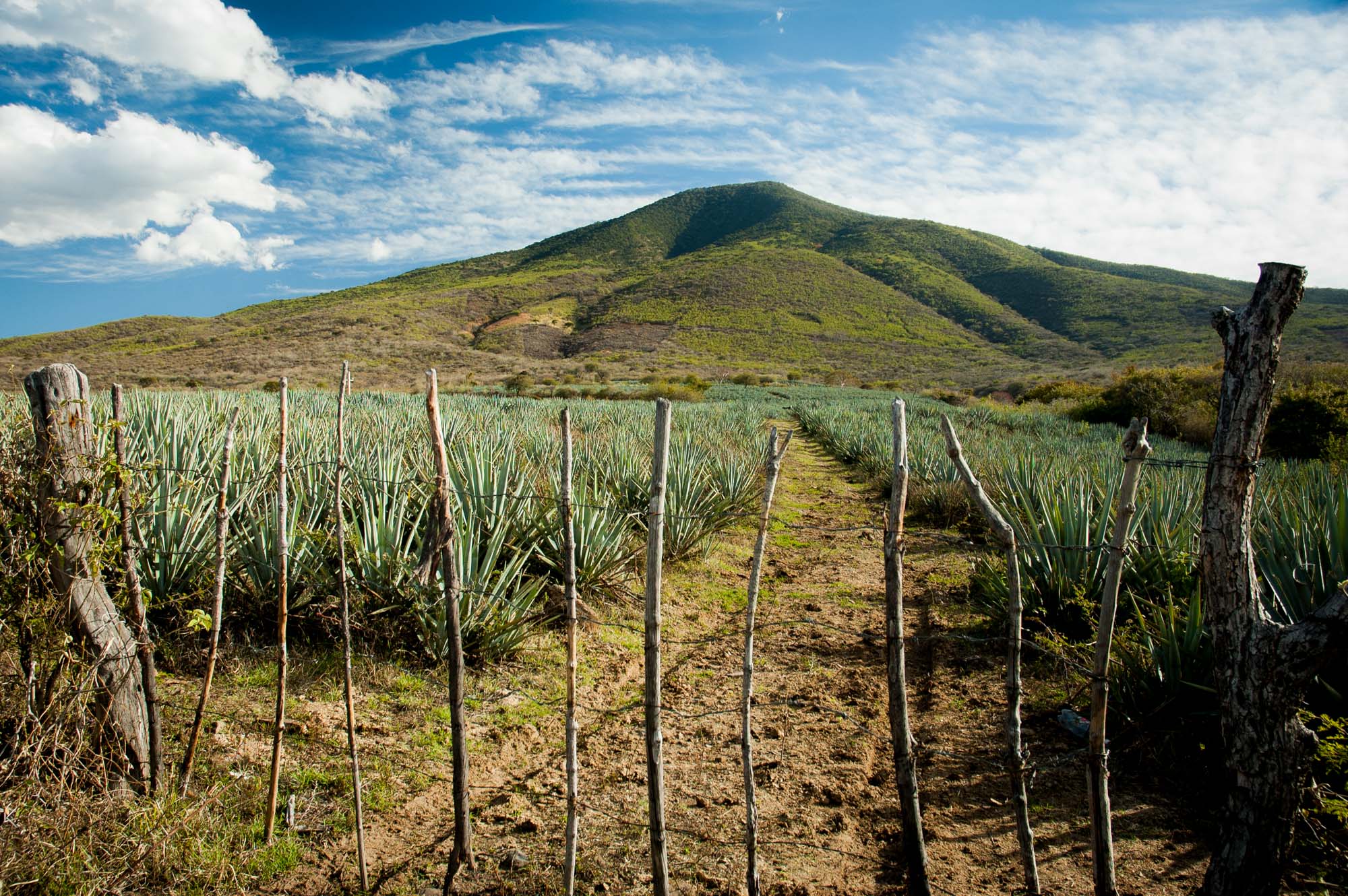  ‘Succulent Mexico’ Series | Mexico 