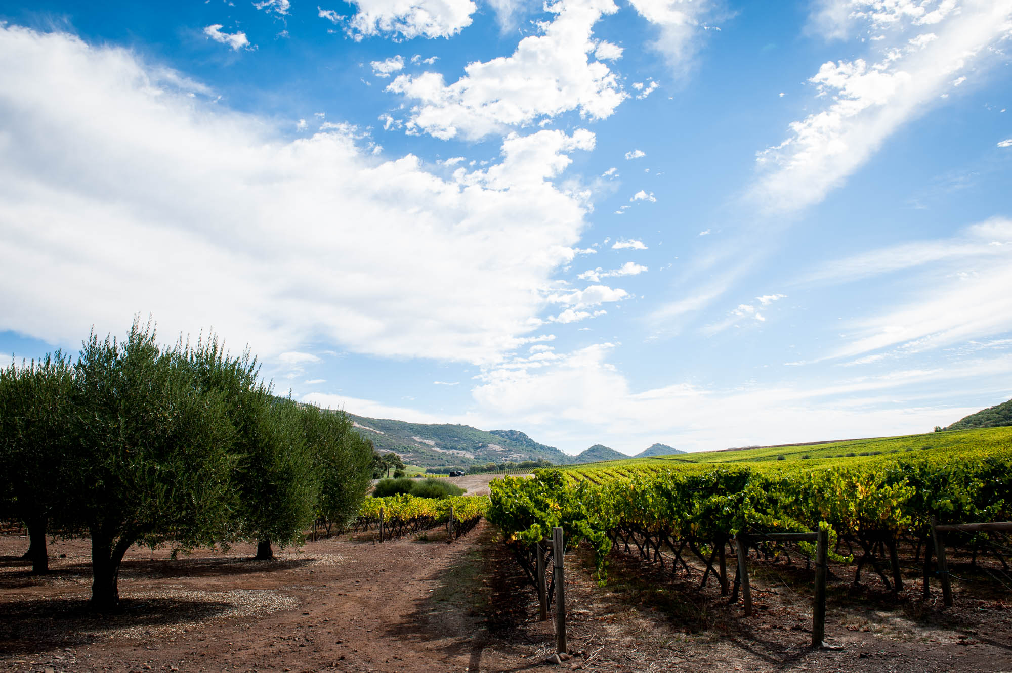 Client: Shop Napa Guide, Downtown Napa Association | Napa, California