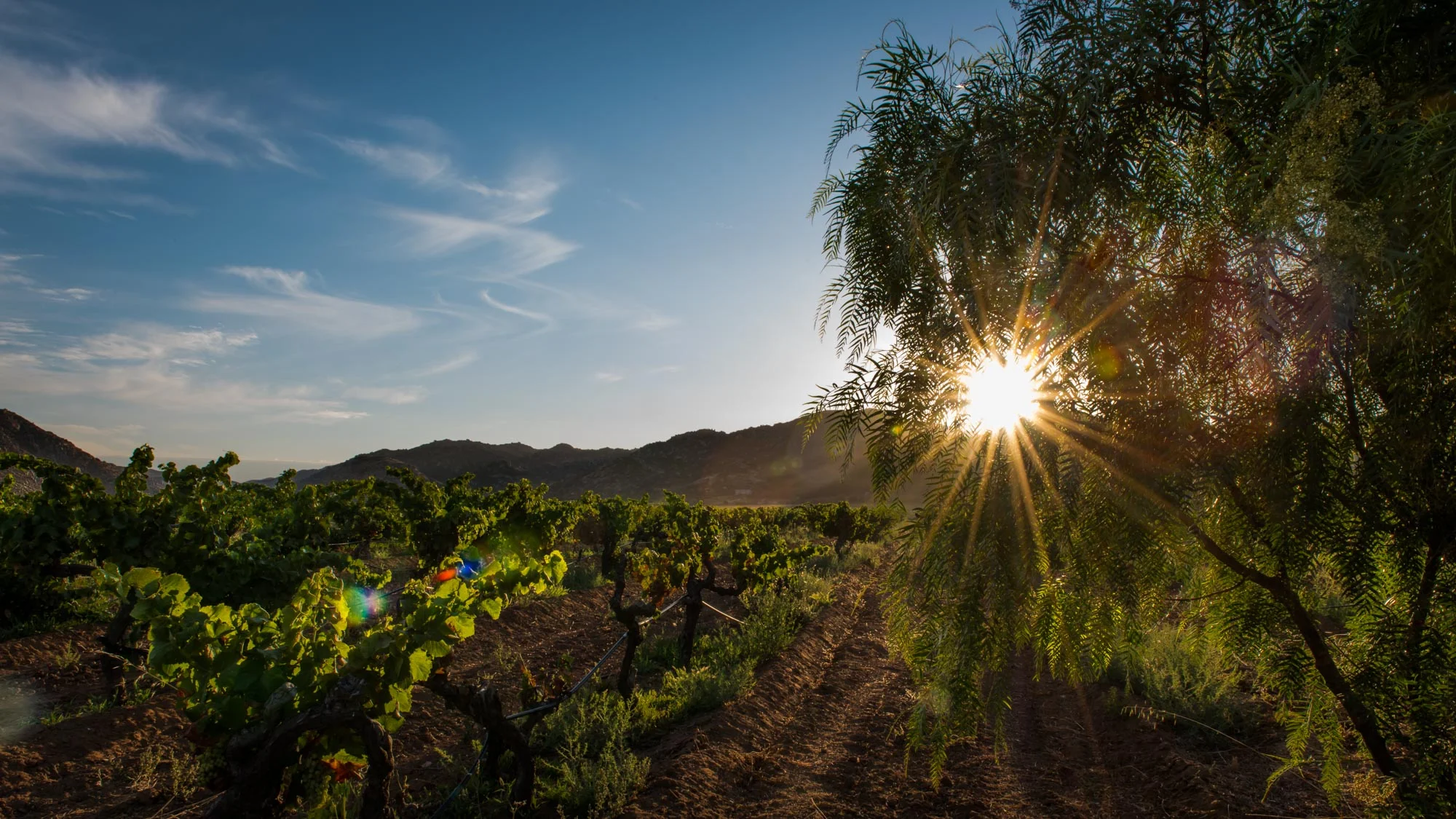 Valle de Guadalupe | Baja, Mexico