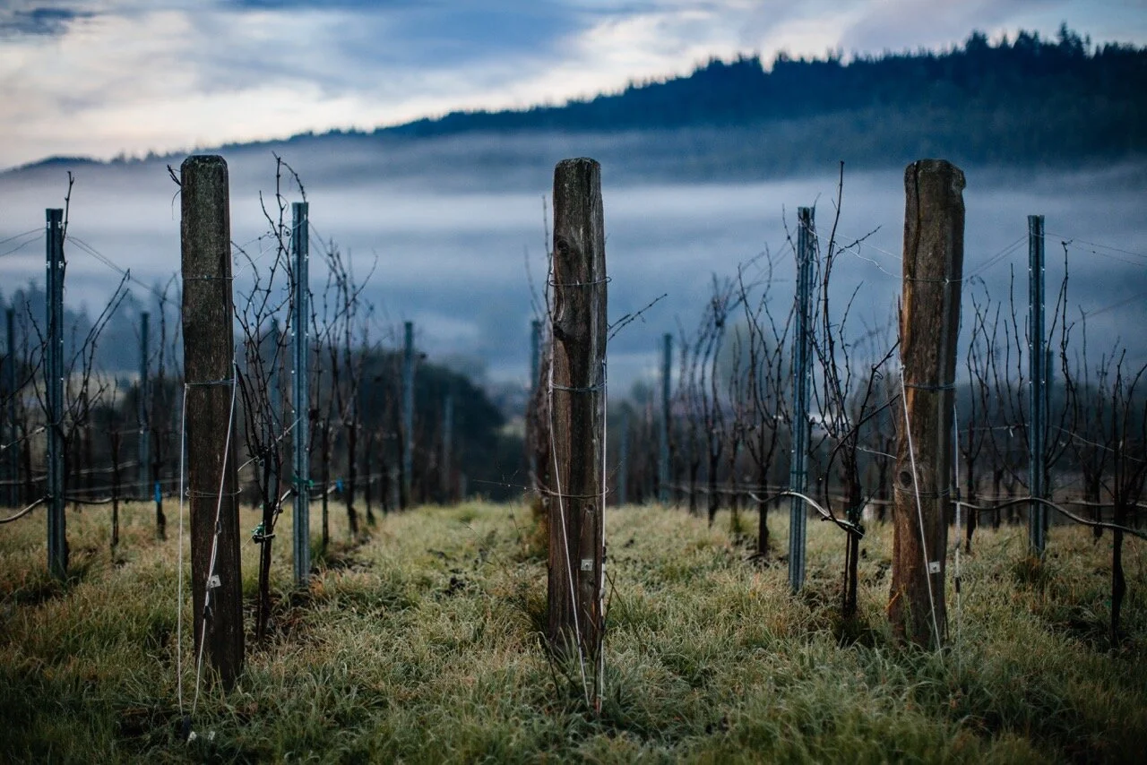 winter vines.jpeg