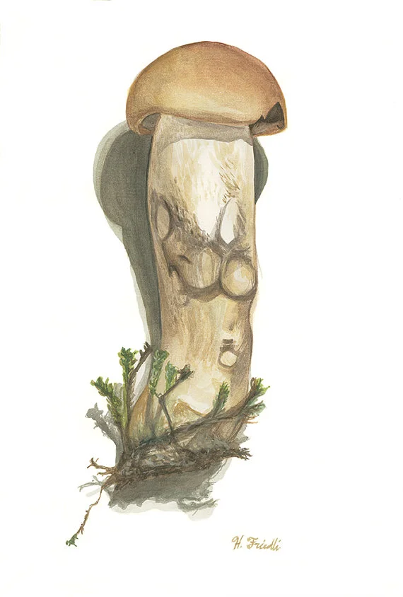 "Aspen Scaber Stalk"