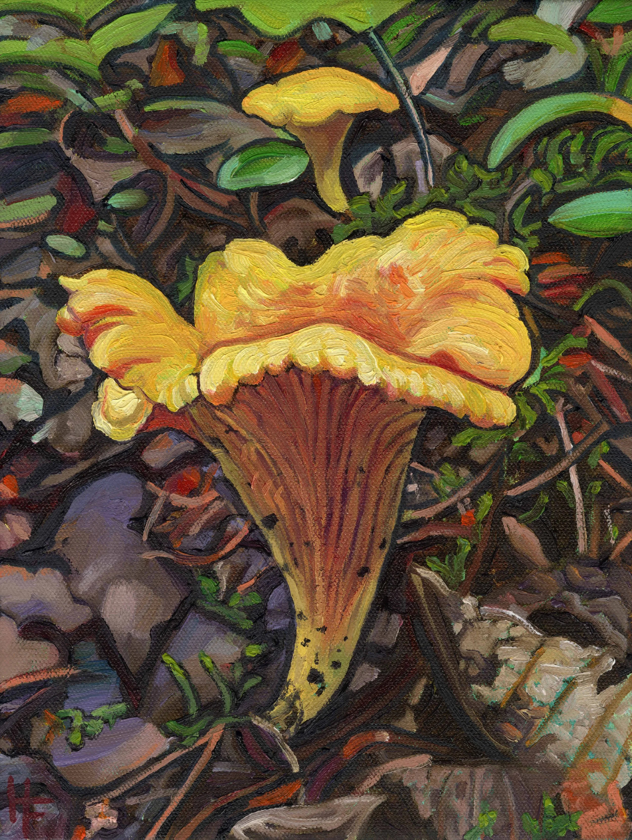 Chanterelle