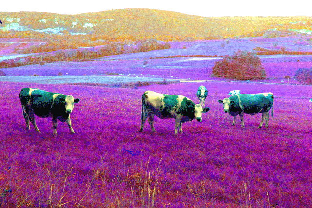 trippy-cows.gif