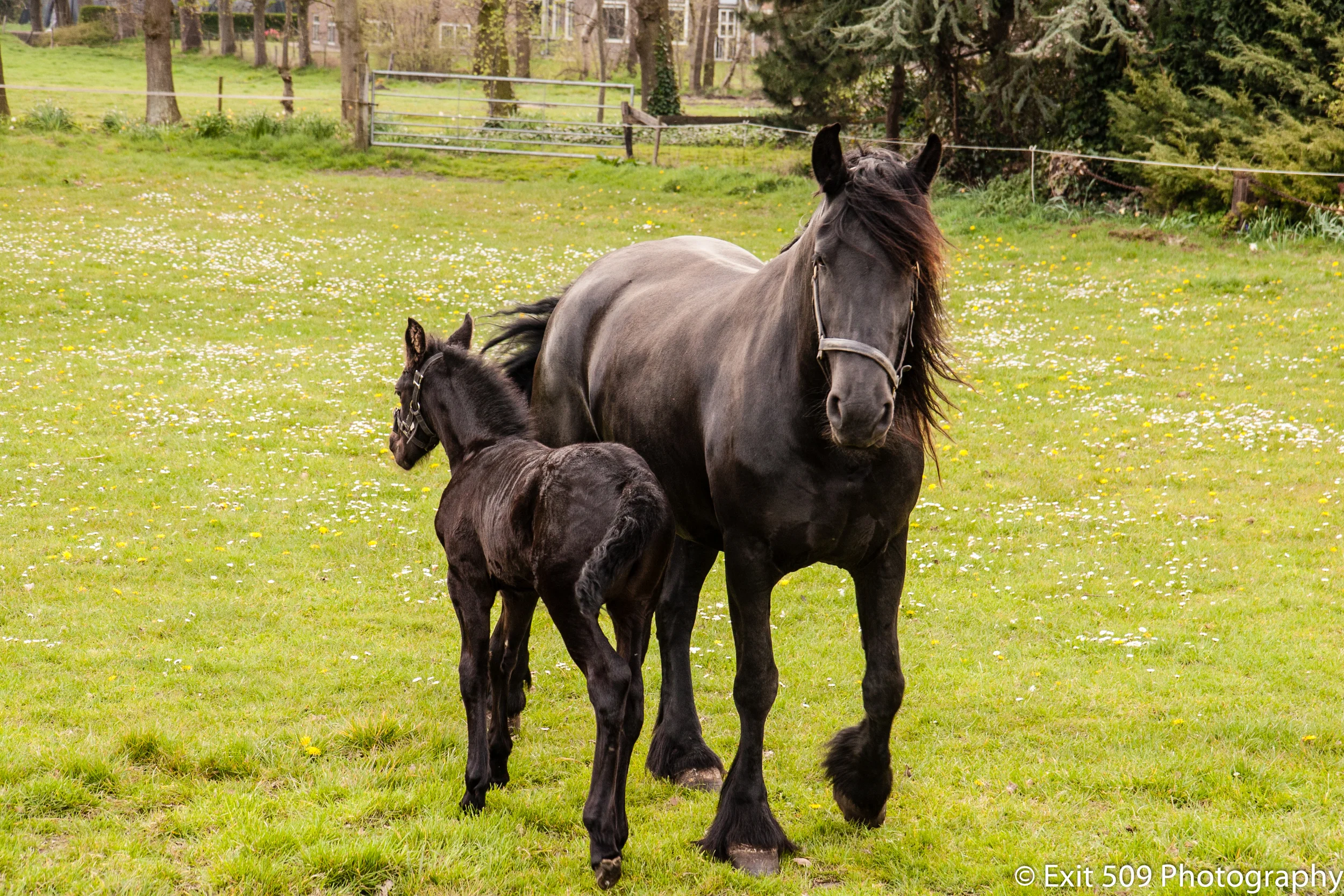 Friesian Beauty